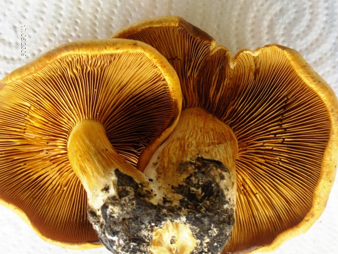 Determinazione (cfr. Gymnopilus penetrans)